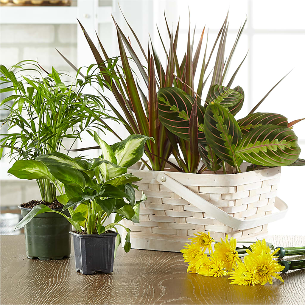 Florist Designed Blooming and Green Plants in a Basket – La La Florist, Baldwin Park CA