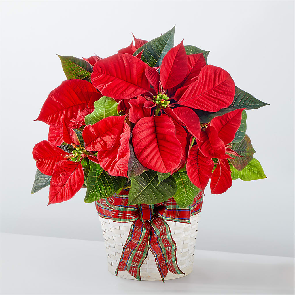 Happiest Holidays Poinsettia – La La Florist, Baldwin Park CA