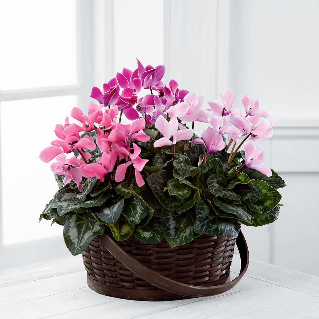 Mixed Cyclamen Planter – La La Florist, Baldwin Park CA