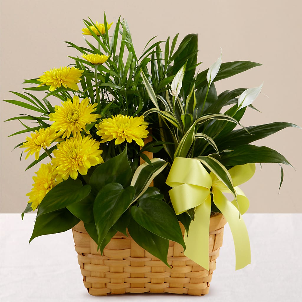 Loving Light Dishgarden – La La Florist, Baldwin Park CA