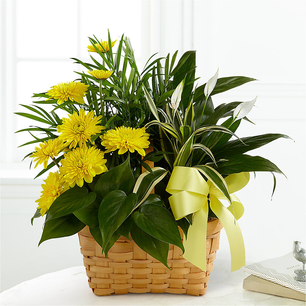 Loving Light Dishgarden – La La Florist, Baldwin Park CA