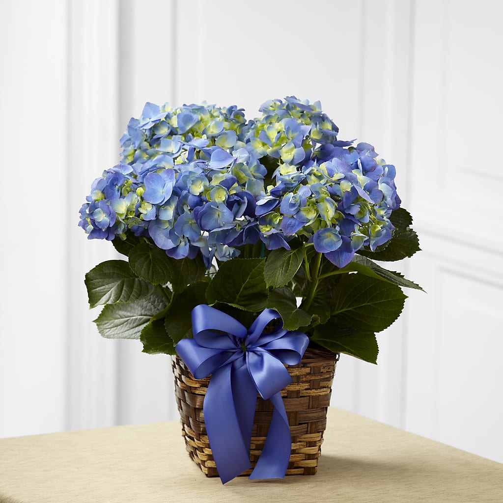 Blue Hydrangea Planter – La La Florist, Baldwin Park CA