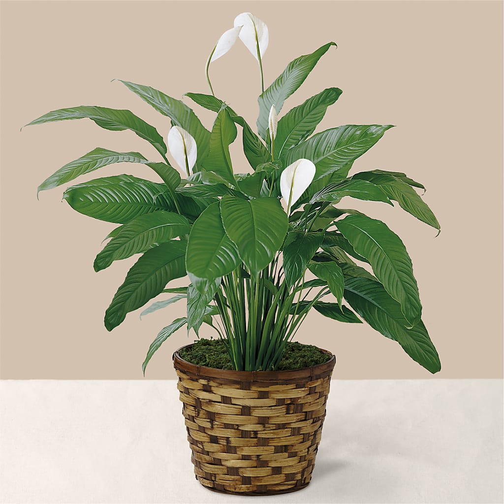 Tranquil Moments Peace Lily Plant – La La Florist, Baldwin Park CA