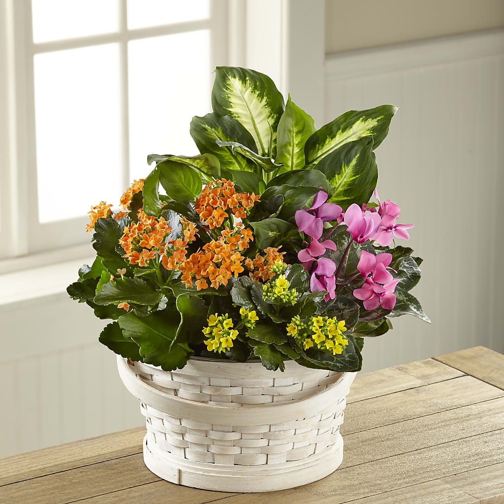 Color Crush Dishgarden – La La Florist, Baldwin Park CA