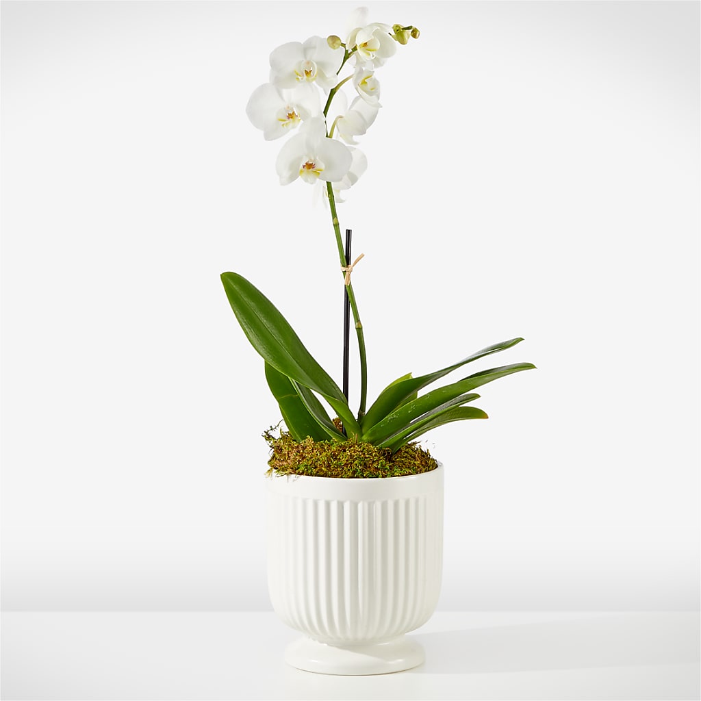 Whispering White Orchid – La La Florist, Baldwin Park CA