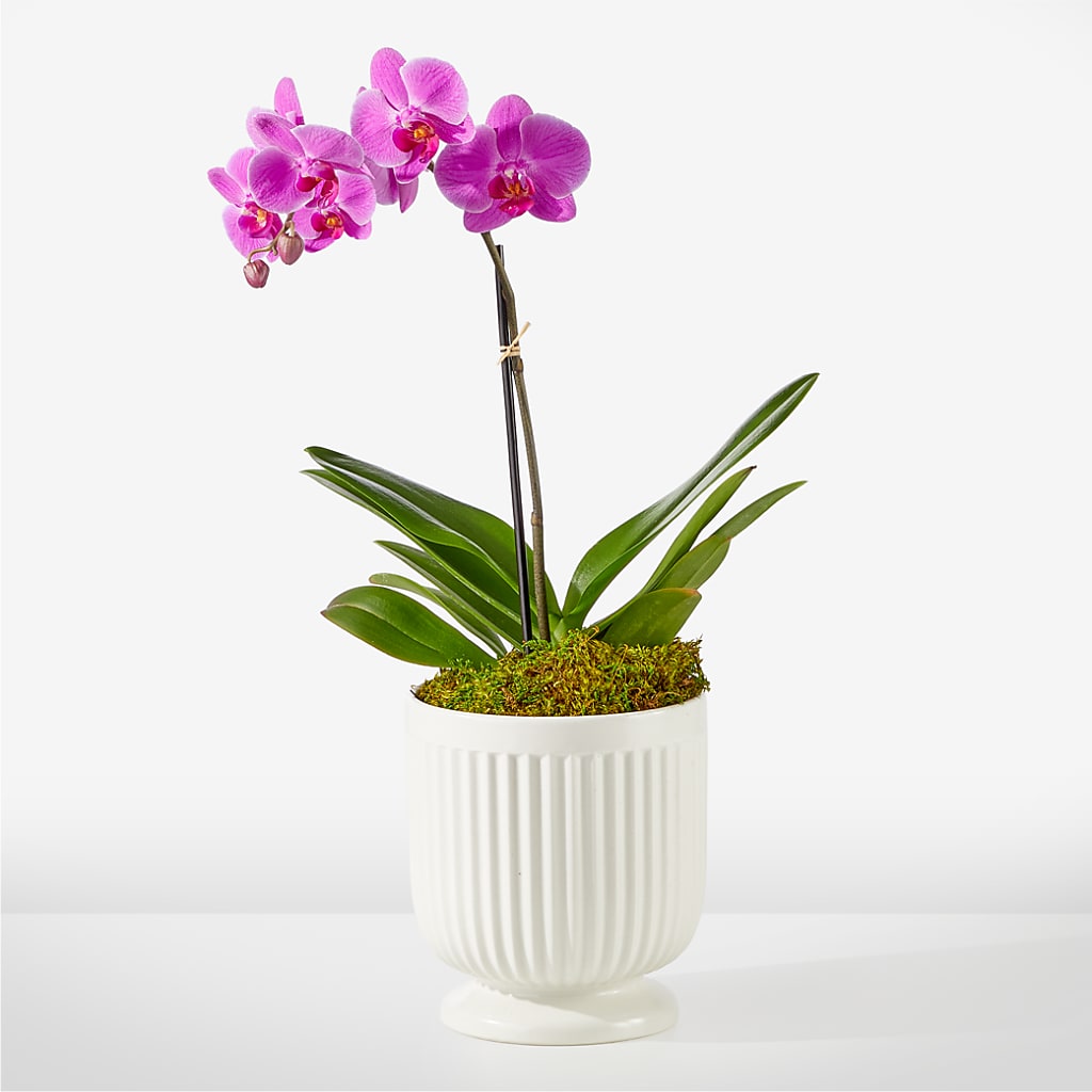 Friendly Fuchsia Orchid – La La Florist, Baldwin Park CA