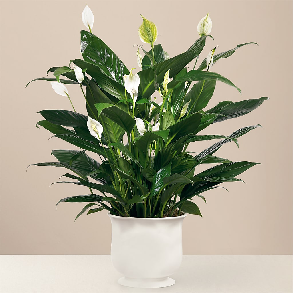 Comfort Planter – La La Florist, Baldwin Park CA