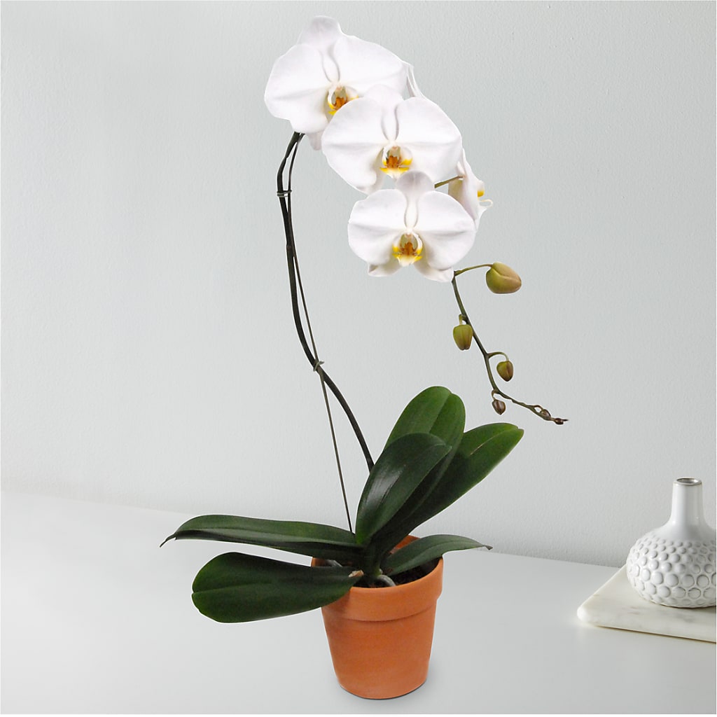 White Cascading Orchid – La La Florist, Baldwin Park CA