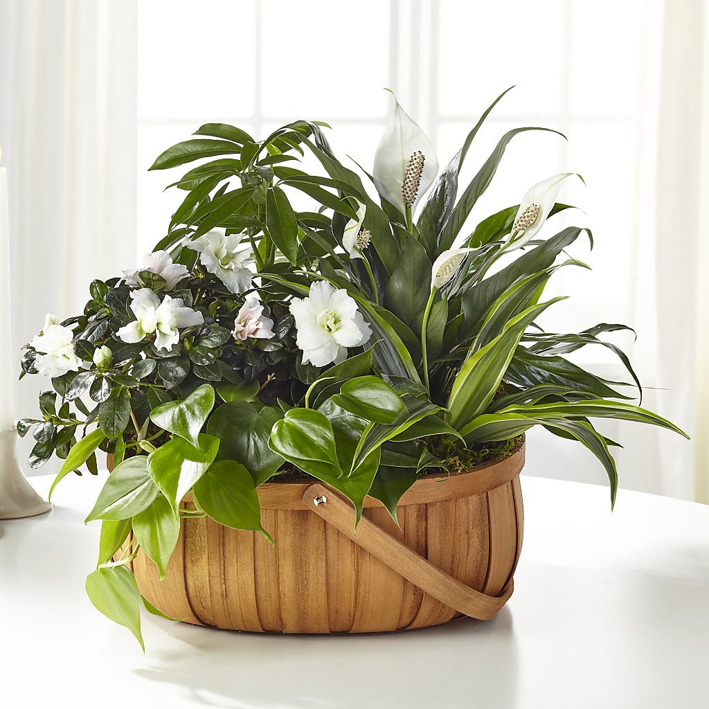 Serene Dishgarden – La La Florist, Baldwin Park CA
