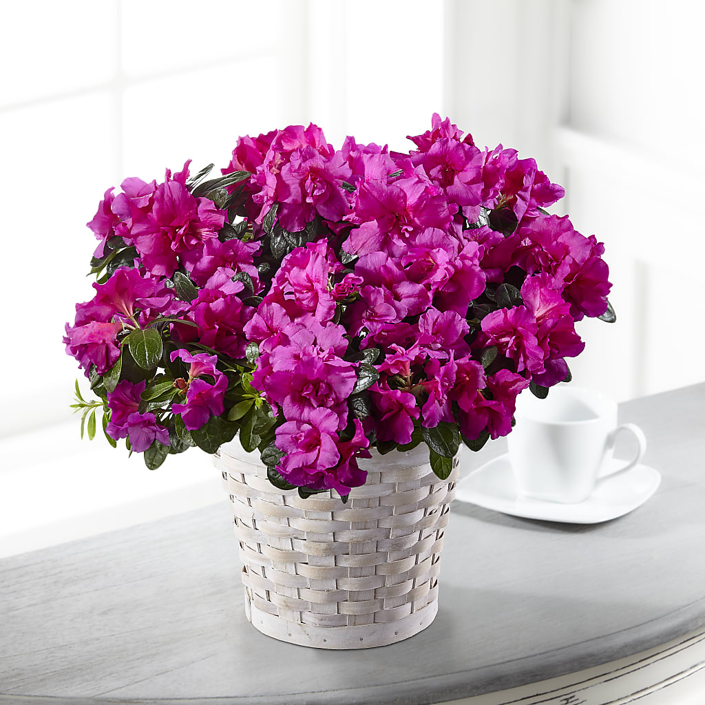 Hope & Serenity Azalea Plant – La La Florist, Baldwin Park CA