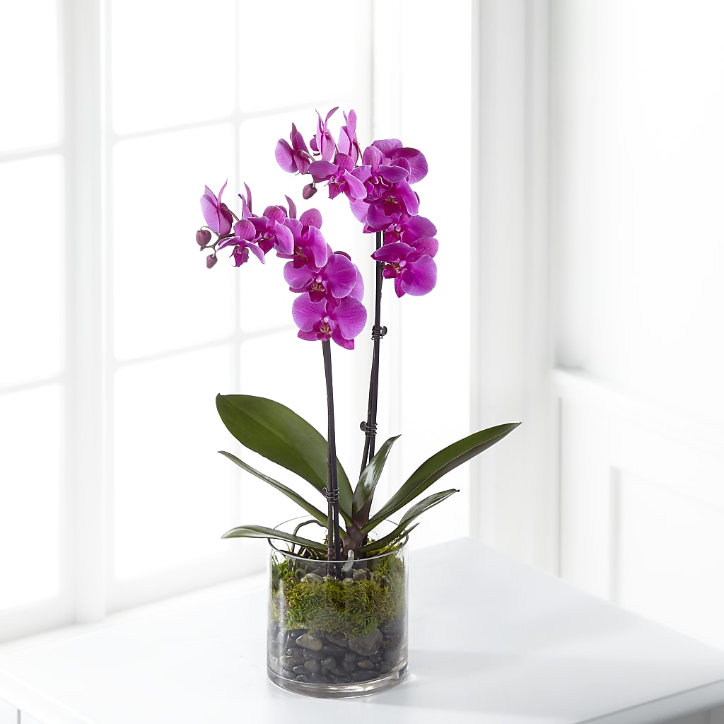 Pink Orchid Plant – La La Florist, Baldwin Park CA