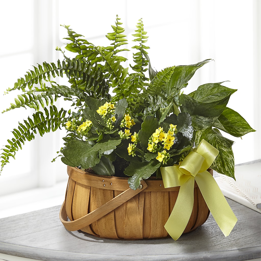 Always Dear Dishgarden – La La Florist, Baldwin Park CA