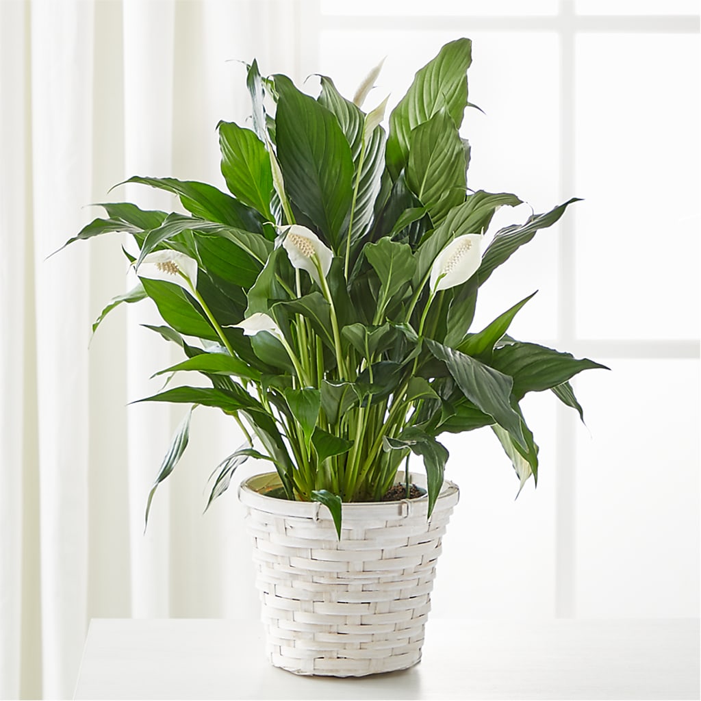 A New Leaf Peace Lily – La La Florist, Baldwin Park CA