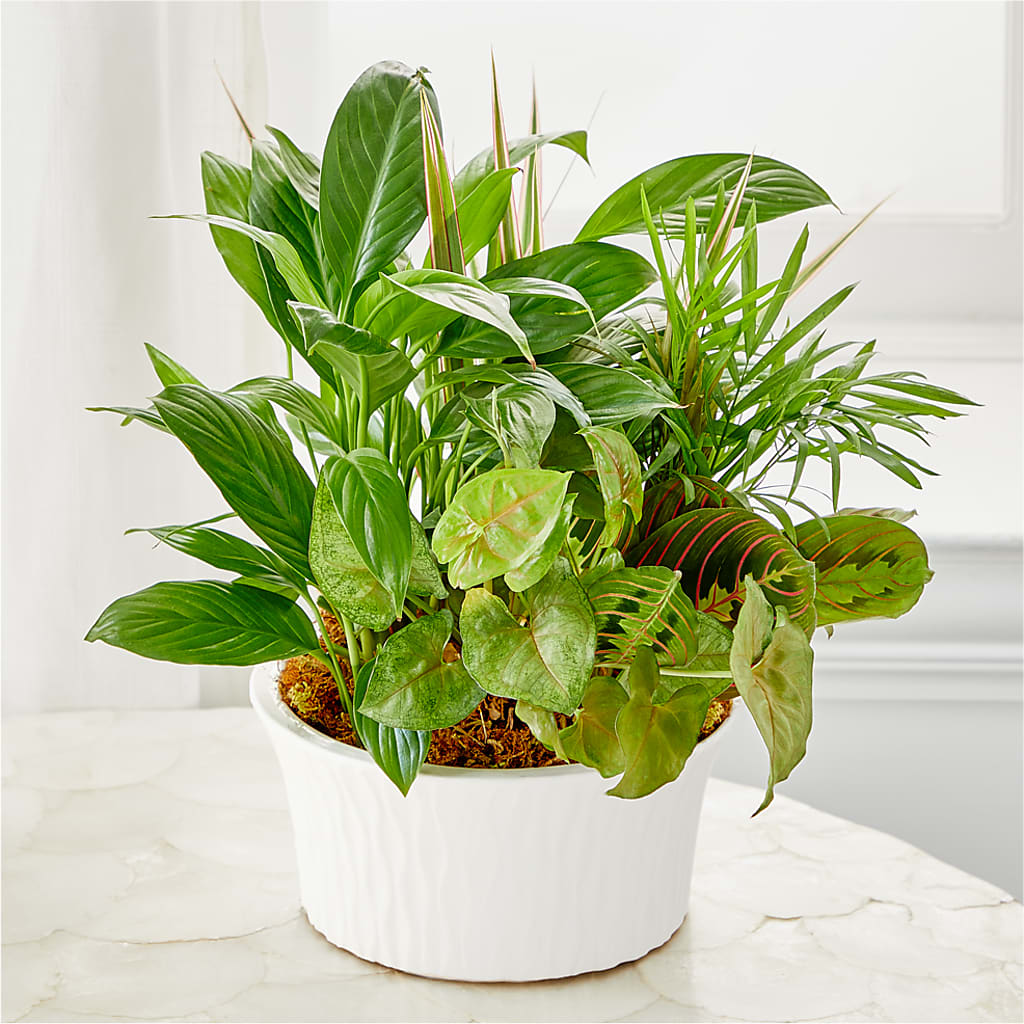 Balance & Harmony Dishgarden – La La Florist, Baldwin Park CA