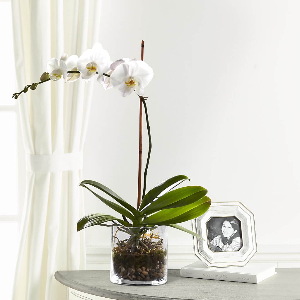 White Orchid Planter – La La Florist, Baldwin Park CA