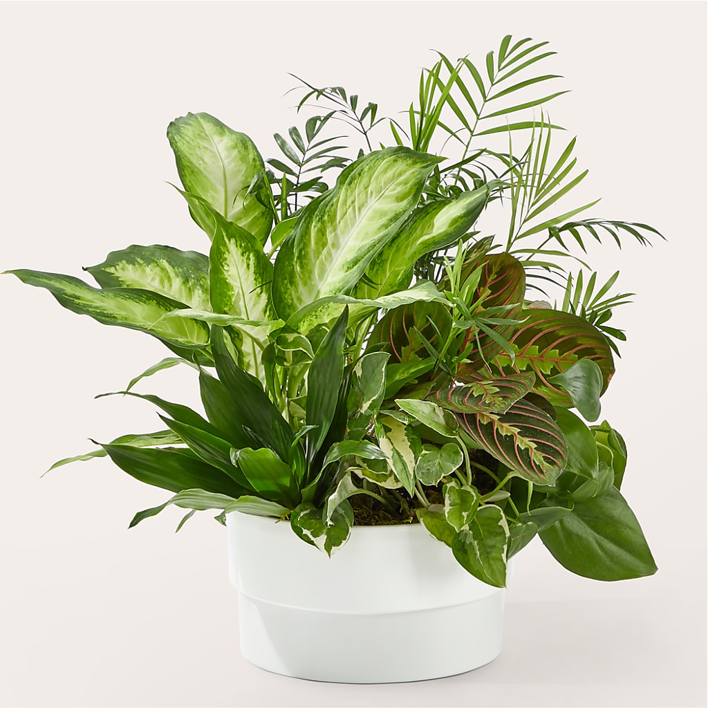 Radiating Positivity Dishgarden – La La Florist, Baldwin Park CA