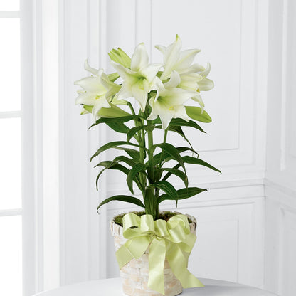 Easter Lily Plant –  La La Florist, Baldwin Park CA