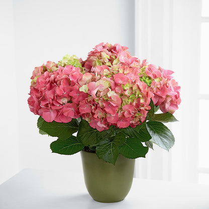 Pink Hydrangea Planter –  La La Florist, Baldwin Park CA