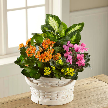 Color Crush Dishgarden –  La La Florist, Baldwin Park CA