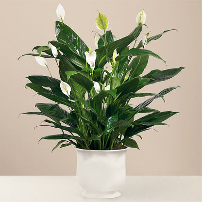 Comfort Planter –  La La Florist, Baldwin Park CA