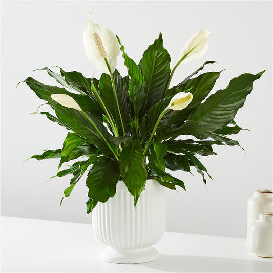 Comfort Planter –  La La Florist, Baldwin Park CA