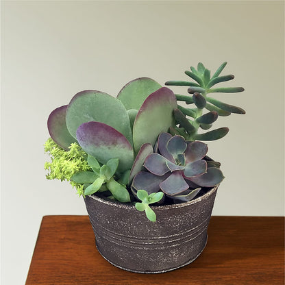 Lush Succulent Garden –  La La Florist, Baldwin Park CA