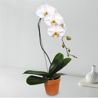 White Cascading Orchid –  La La Florist, Baldwin Park CA