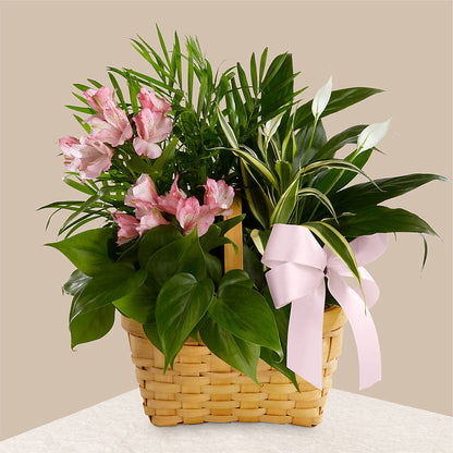 Living Spirit Dishgarden –  La La Florist, Baldwin Park CA