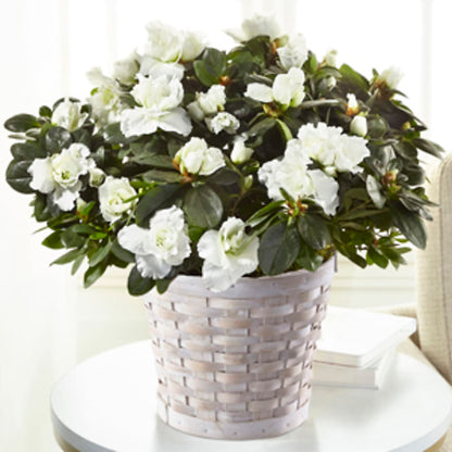 White Azalea Plant –  La La Florist, Baldwin Park CA