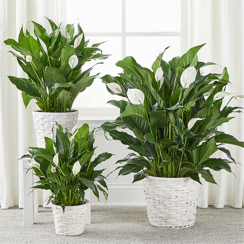 A New Leaf Peace Lily –  La La Florist, Baldwin Park CA