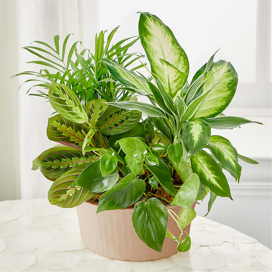 Balance & Harmony Dishgarden –  La La Florist, Baldwin Park CA