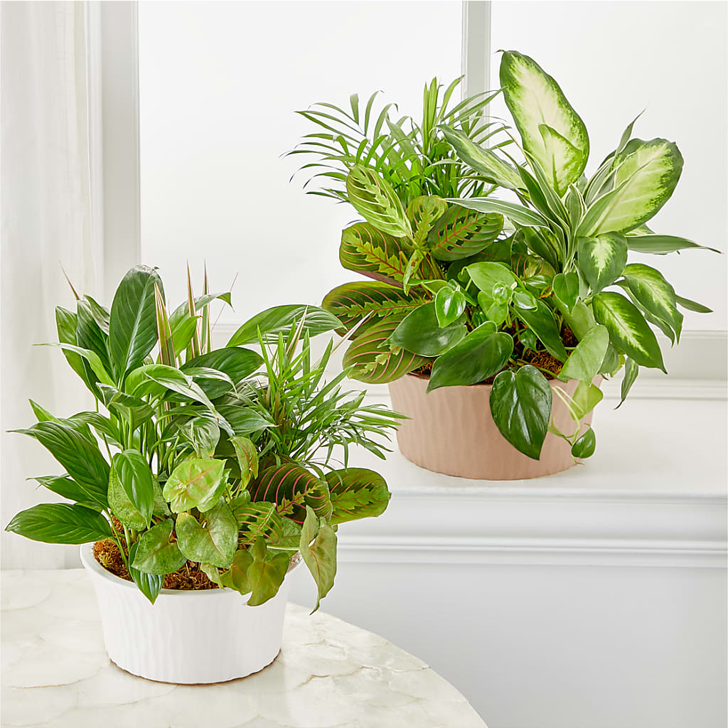 Balance & Harmony Dishgarden –  La La Florist, Baldwin Park CA