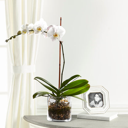 White Orchid Planter –  La La Florist, Baldwin Park CA